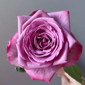 Cool Water Rose for sale 丨Your roses