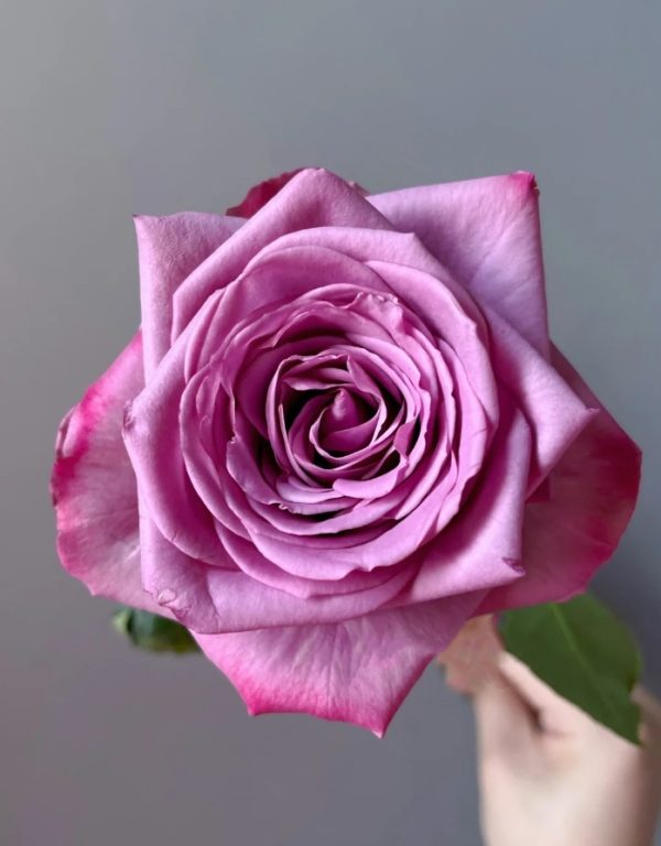 Cool Water Rose for sale 丨Your roses