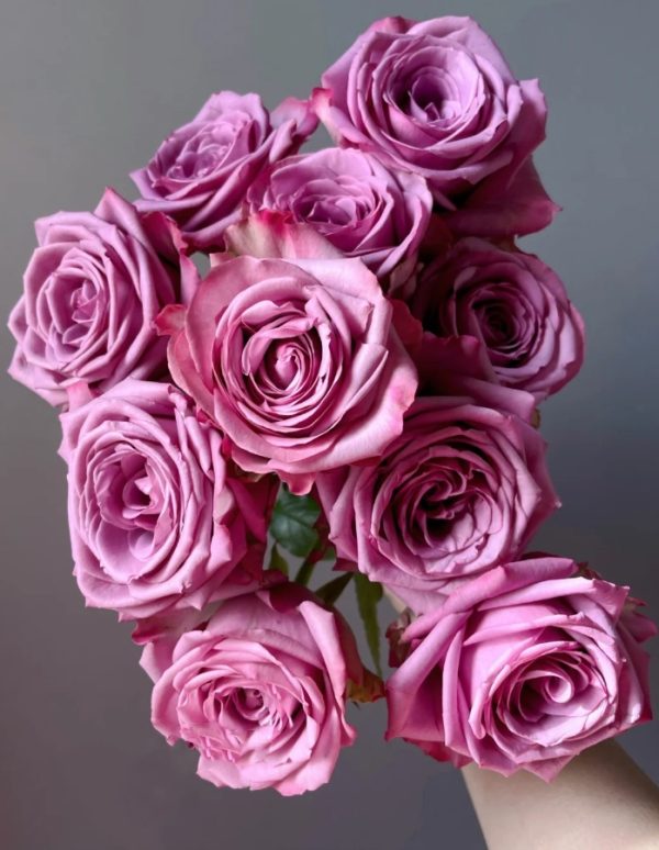 Cool Water Rose 丨Your roses