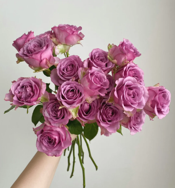 Cool Water Rose Plant 丨Your roses