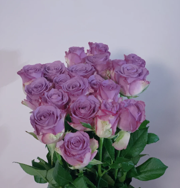 Cool Water Roses丨Your roses