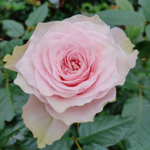 Country Spirit Peonia Rose plant丨Your roses