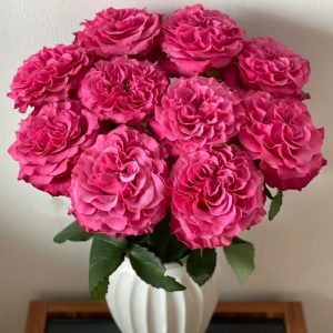 Country Spirit Blue Rose plant丨Your roses