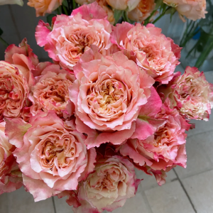 Country Spirit Louise Rose丨Your roses