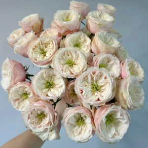 Darlington Rose丨Your roses
