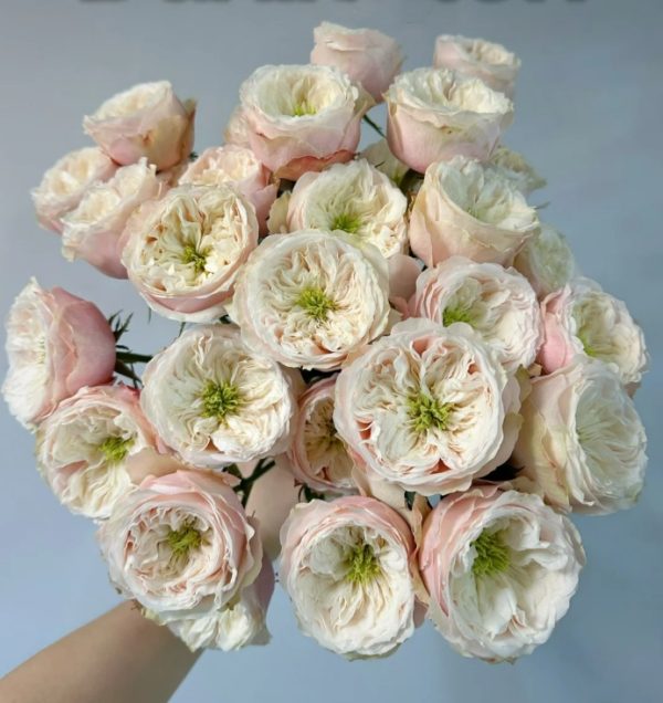 Darlington Rose丨Your roses