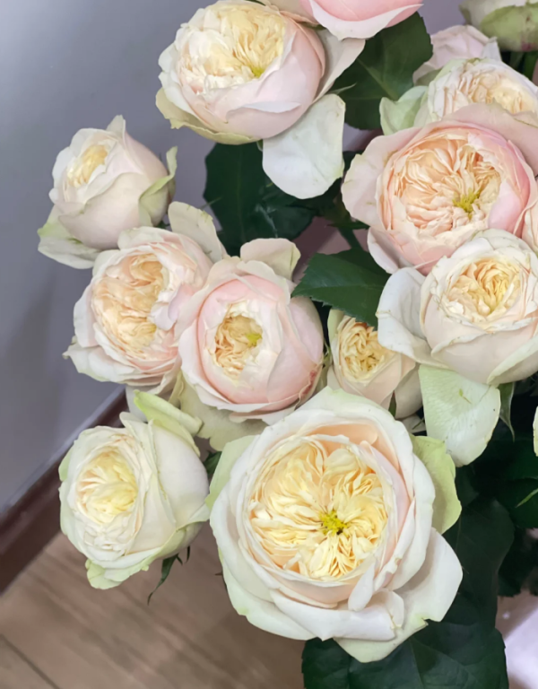 Darlington Roses丨Your roses