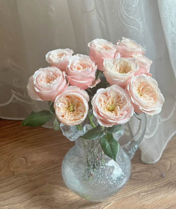 Darlington Rose plant丨Your roses