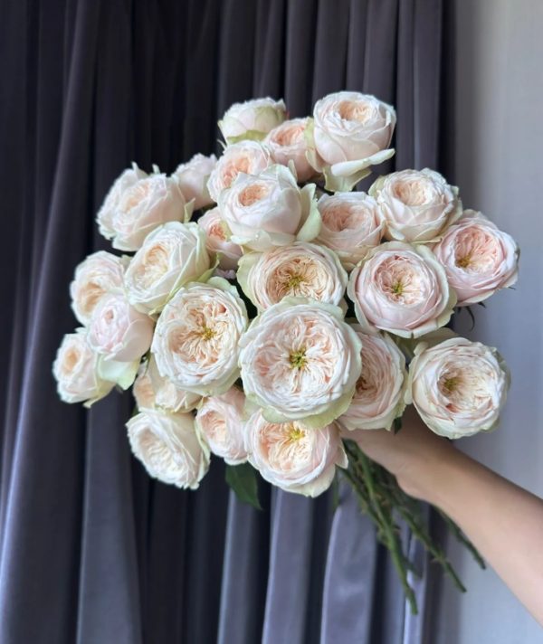 Darlington Rose for sale丨Your roses