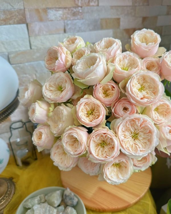Darlington Rose丨Your roses
