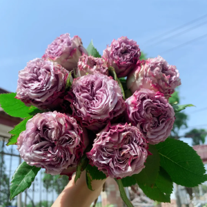 Dolcetto Roses丨Your roses