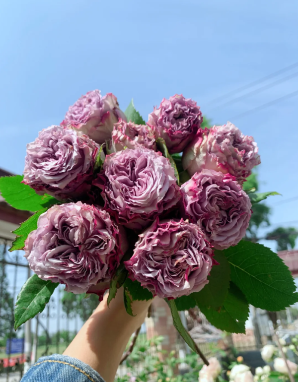 Dolcetto Roses丨Your roses