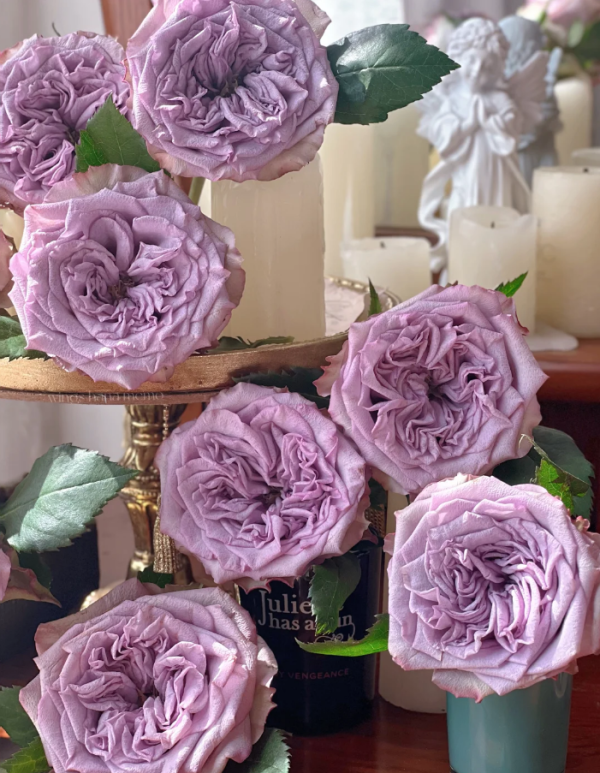 Dolcetto Rose Plant丨Your roses
