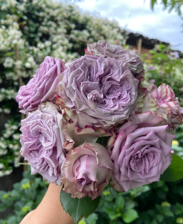 Dolcetto Rose for sale丨Your roses