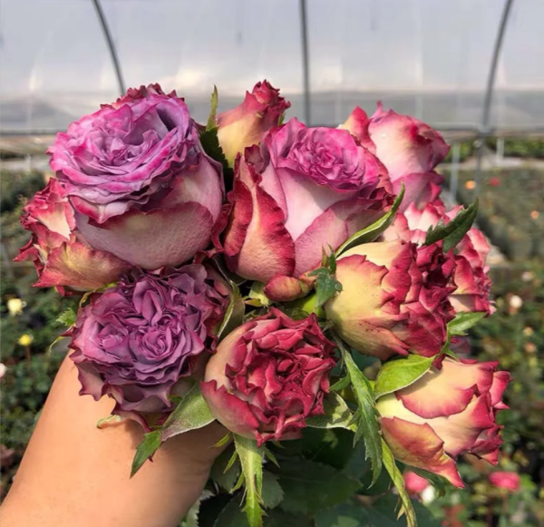 Dolcetto Rose丨Your roses