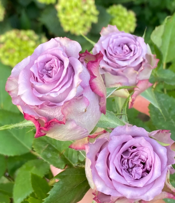 Rose Dolcetto丨Your roses