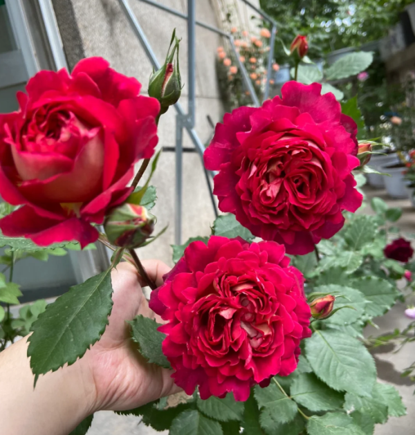 Docteurs Massad Rose plant丨Your roses