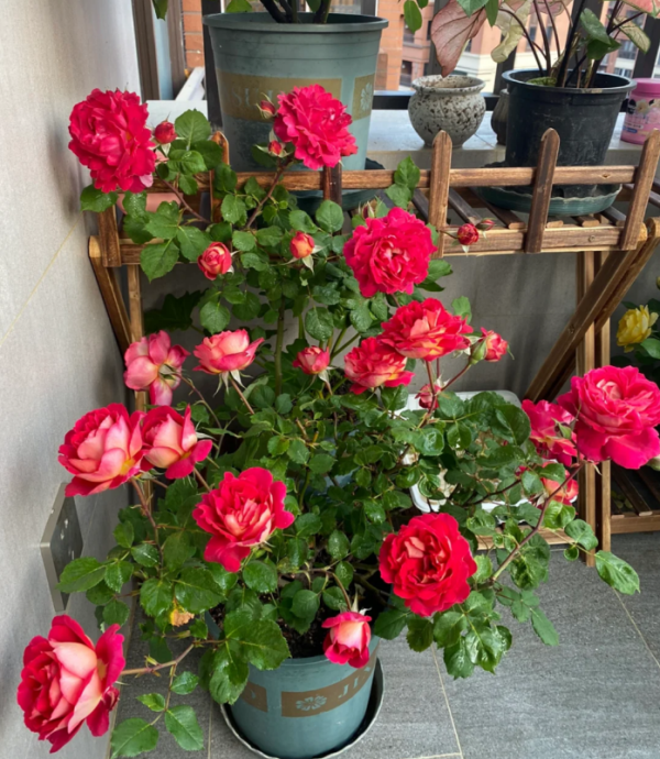Dominique Massad Rose for sale丨Your roses