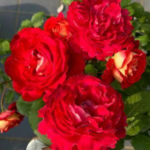 Dominique Massad Rose丨Your roses
