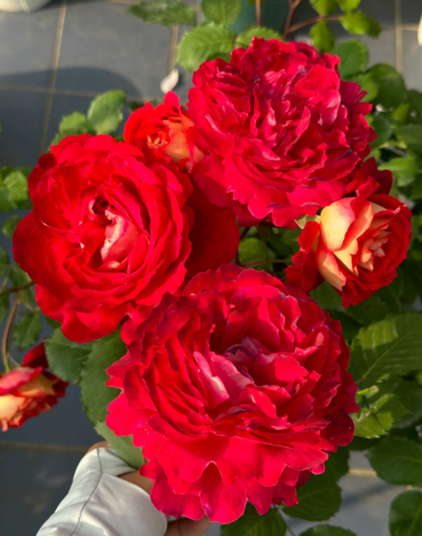 Dominique Massad Rose丨Your roses