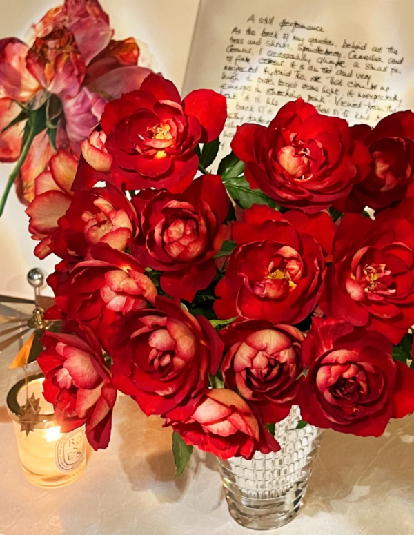 Dominique Massad Roseplant丨Your roses