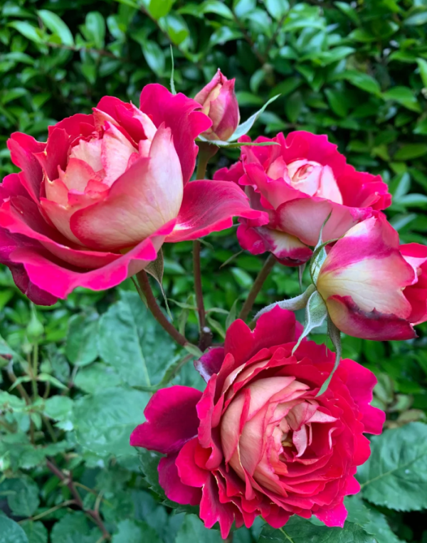 Docteurs Massad Rose丨Your roses