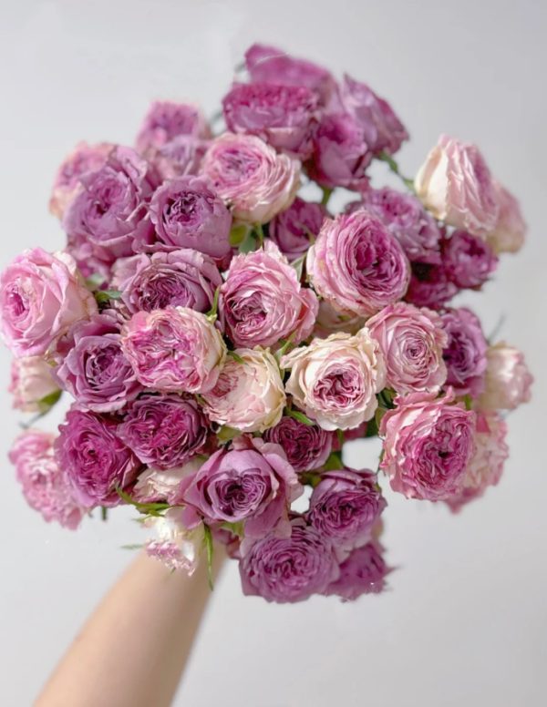 Dory Rose丨Your roses