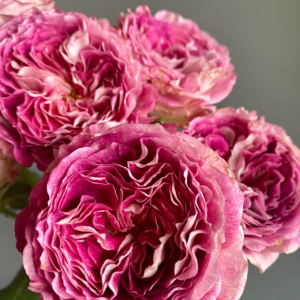Dory Rose丨Your roses