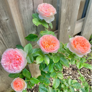 Evelyn Rose丨Your roses