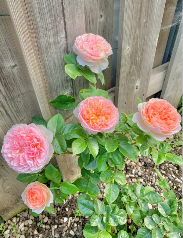 Evelyn Rose丨Your roses