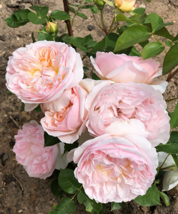AUSsaucer Rose丨Your roses