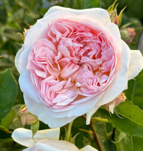 AUSsaucer Rose plant丨Your roses