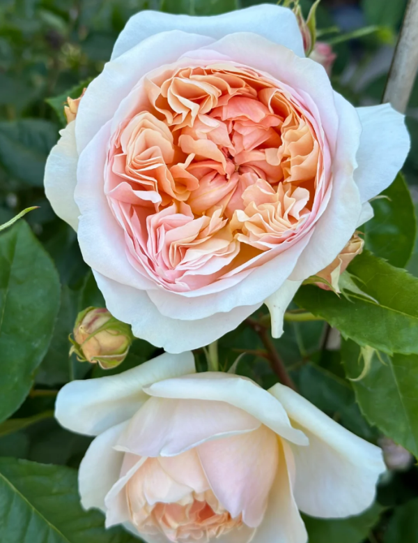 Apricot Parfait Rose丨Your roses