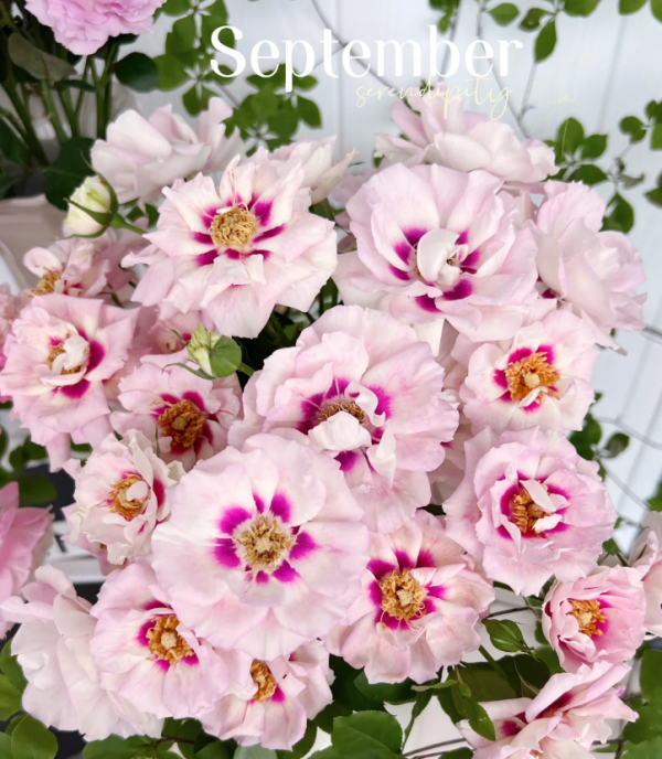 Eyes for You Rose丨Your roses