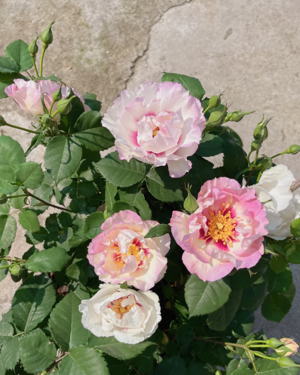 Eyes for You Rose Plant丨Your roses