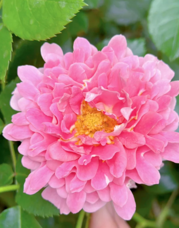Fancy Ruffle Roses丨Your roses