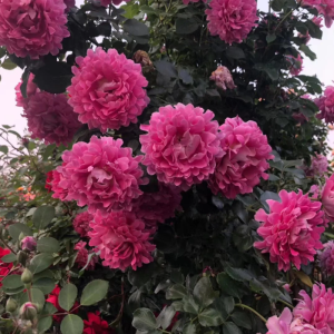 Fancy Ruffle Rose Plant丨Your roses