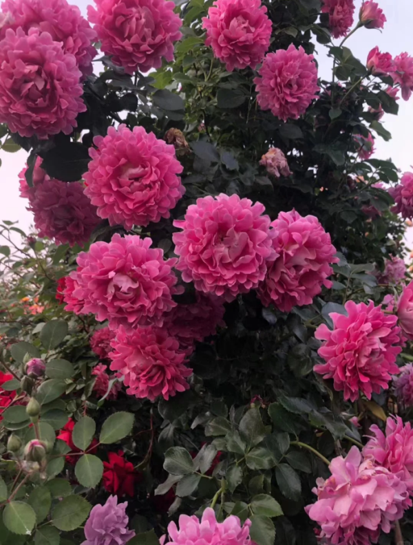 Fancy Ruffle Rose Plant丨Your roses