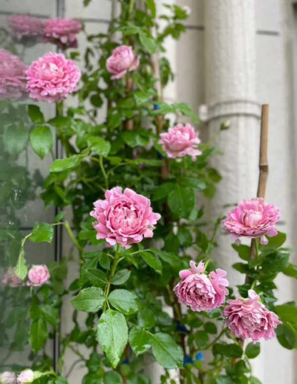 Fancy Ruffle Rose for sale丨Your roses
