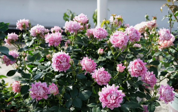 Fancy Ruffle Rose丨Your roses