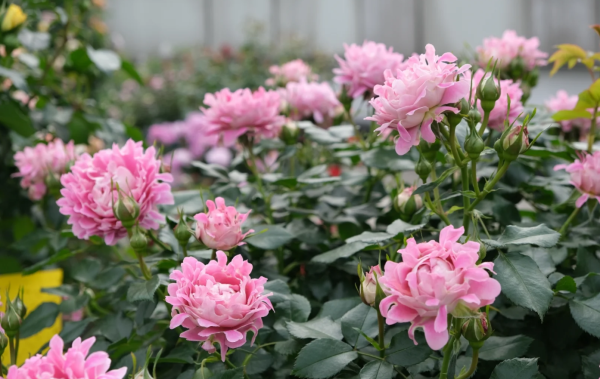 Rose Fancy Ruffle丨Your roses