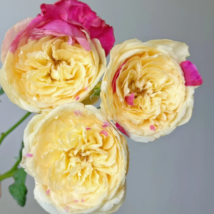 Fengetsu Rose丨Your roses