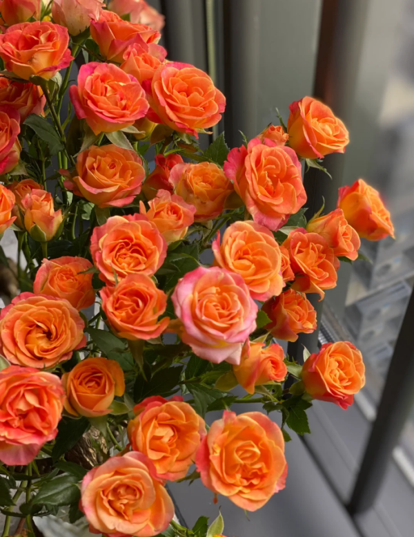 Fiesta Bubbles Rose丨Your roses