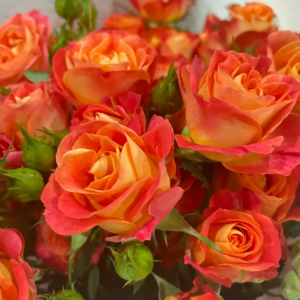 Rose Fiesta Bubbles丨Your roses
