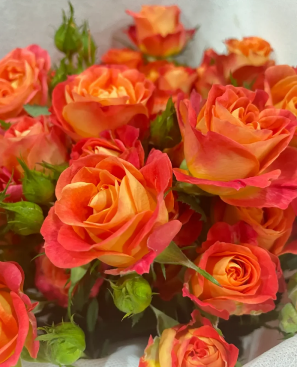 Rose Fiesta Bubbles丨Your roses
