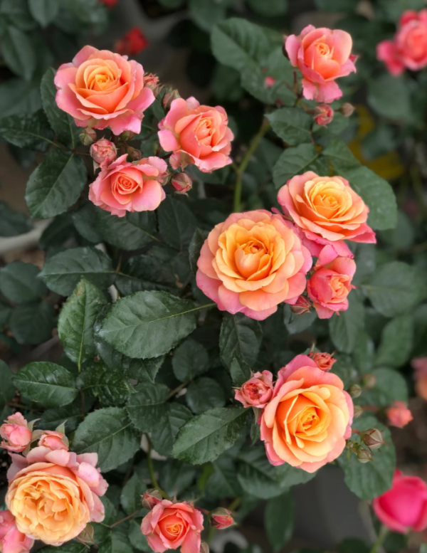 Rose Fiesta Terrazza丨Your roses