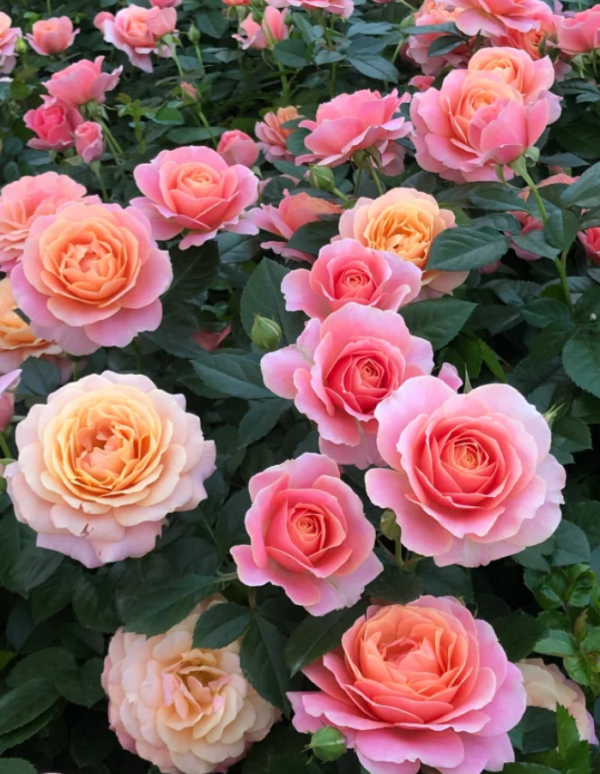 Fiesta Terrazza Rose