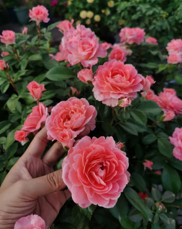 Fragrance King Terrazza Rose Plant丨Your roses