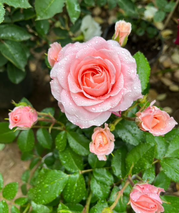 Fragrance King Terrazza Rose丨Your roses