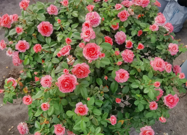 Rose Fragrance King Terrazz丨Your roses